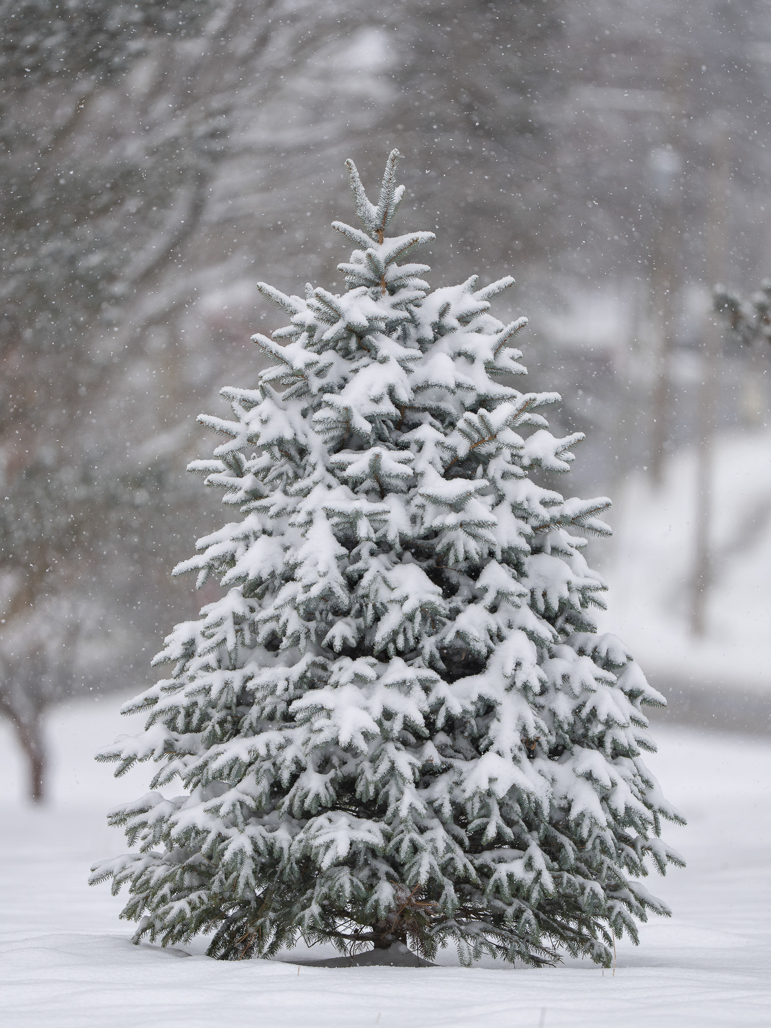 Snowy Winter
